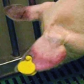 Cerdo afectado por PPA con cianosis en las orejas.