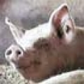 porco