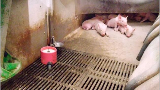 ¿Qué uso daremos a la leche artificial? Este es uno de los debates actuales. Nuestros expertos aún no se definen por la leche, como un sistema del que "depender", aunque coinciden en que tendrá un papel en el futuro.