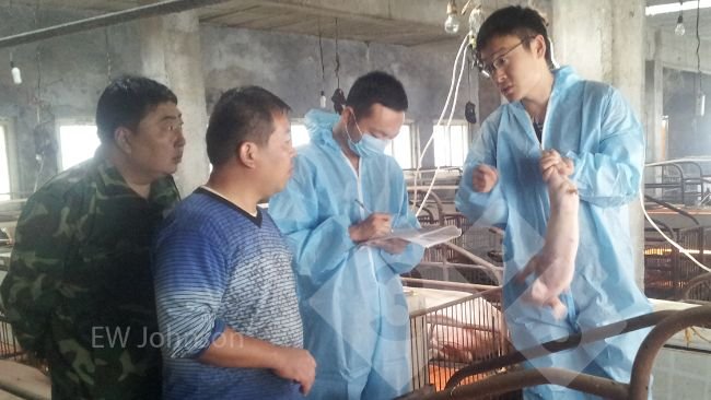 Figure 1. The farm visit. James Herriot said to the farm veterinarian, "You must attend!"  