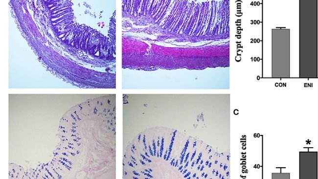 FIGURA 3. Effetti degli interventi di nutrizione dopo la nascita sulla morfologia del colon e sul numero di cellule caliciformi. CON, gruppo di controllo, ENI, gruppo di interventi di nutrizione precoce. (UN). Colorazione HE e PAS del tessuto del colon. (B) La profondità della cripta del colon. (C) Il numero di cellule caliciformi del colon. I dati sono espressi come media ± SEM (n = 4). Il test t per campioni indipendenti è stato utilizzato per confrontare i dati tra due gruppi. *P < 0,05.