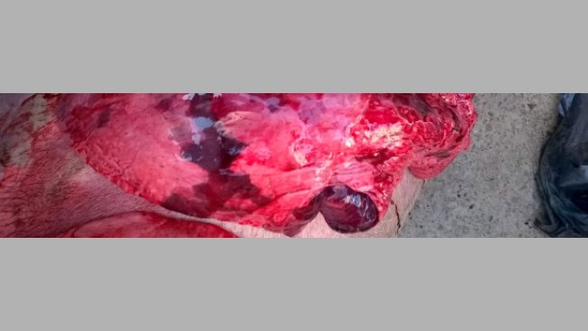 Lesiones de necropsia, compatibles con neumonía enzoótica, influenza, PRRSy otras complicaciones bacterianas