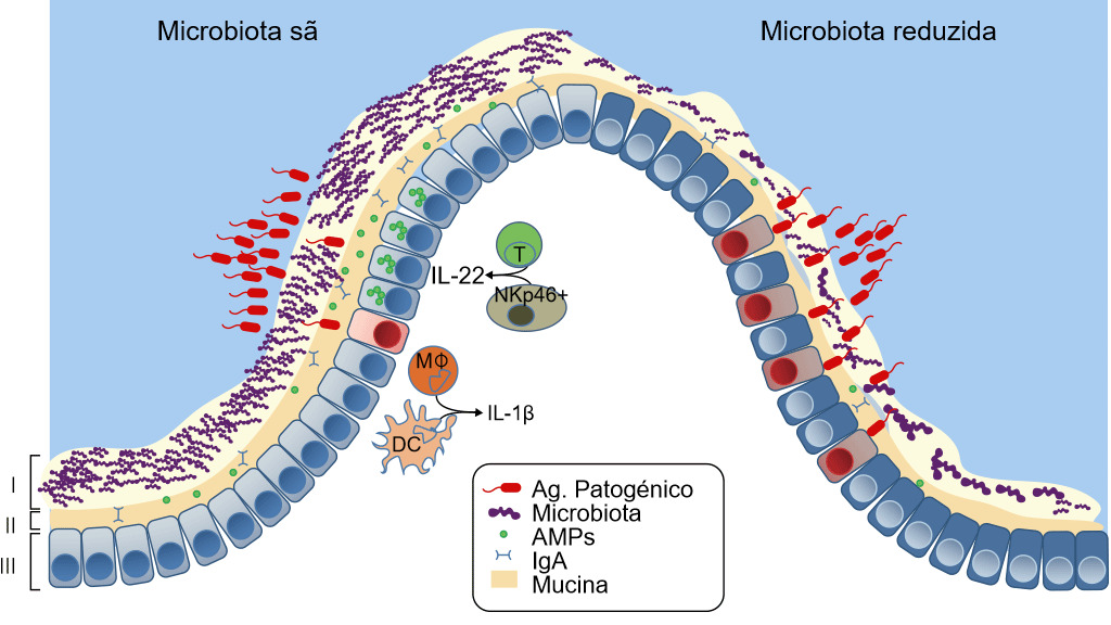 Defensas de una mucosa sana o con disbiosis