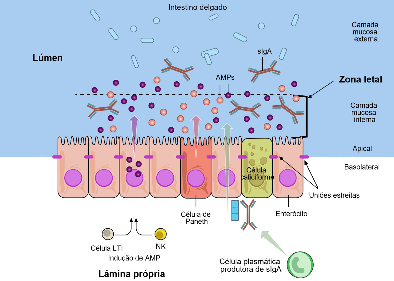 La defensa mucosa del tracto gastrointestinal