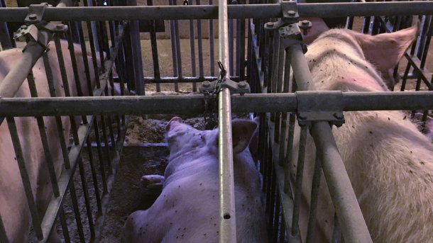 Porcas em jaulas.