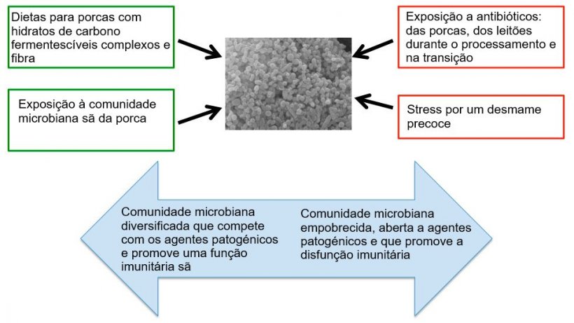 Figura 2. Factores que influenciam o desenvolvimento de um&nbsp;microbioma s&atilde;o.
