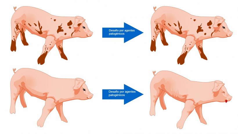 Figura 1. Porcos expostos a um&nbsp;ambiente com&nbsp;mais micr&oacute;bios est&atilde;o mais preparados para tolerar um&nbsp;desafio sanit&aacute;rio como resultado de uma comunidade microbiana diversa e um&nbsp;sistema imunit&aacute;rio&nbsp;mais robusto.
