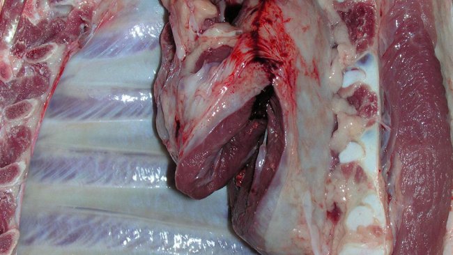 Pericarditis en un cerdo de matadero.
