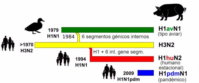 Figura 1. Hist&oacute;ria e&nbsp;origem dos v&iacute;rus de gripe su&iacute;na tipo A (IAV) que actualmente circulam na Europa. De notar que nenhum destes IAV su&iacute;nos tem a sua origem no porco.
