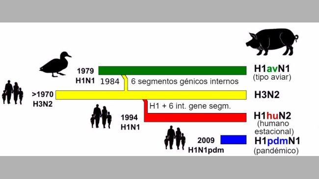 Figura 1. História e origem dos vírus de gripe suína tipo A (IAV) que actualmente circulam na Europa. De notar que nenhum destes IAV suínos tem a sua origem no porco.