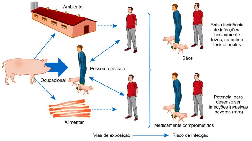 Modelo conceptual das vias de exposi&ccedil;&atilde;o e riscos de infec&ccedil;&atilde;o com S. aureus associado a animais de produ&ccedil;&atilde;o
