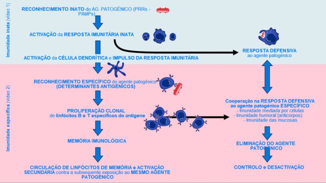 Figura 1. Fase de in&iacute;cio, activa&ccedil;&atilde;o e progress&atilde;o da imunidade inata e espec&iacute;fica contra um agente patog&eacute;nico.
