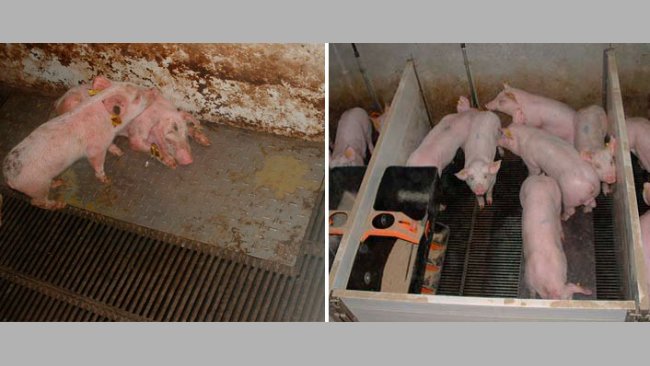 Figura 2 – Suínos criados em condições sujas (esquerda) e limpas (direita) durante a fase de pré-starter.