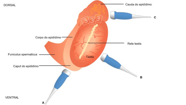 Fig. 4:  Imagem esquemática da topografia do testículo e do epidídimo no varrasco, com colocação sugerida do transductor ao avaliar o caput epidimydis (= cabeza, a), corpo (b) e cauda (= cauda; A cabeça e a cauda vê-se melhor com imagens longitudinais e transversais para o corpo ( Kauffold et al., 2011).
 
 