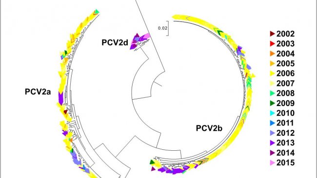 Figura 2. Árvore filogenética de máxima verossemelhança. As 729 sequências ORF2 da base de dados UMV-VDL PCV2 com código de cor segundo o ano. Foram observados os genótipos.