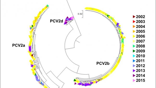 Figura 2. &Aacute;rvore filogen&eacute;tica&nbsp;de m&aacute;xima verossemelhan&ccedil;a. As 729 sequ&ecirc;ncias ORF2 da base de dados UMV-VDL PCV2 com&nbsp;c&oacute;digo de cor segundo o ano. Foram observados os gen&oacute;tipos.
