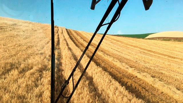 Imagem&nbsp;1: Colheita de cevada em&nbsp;C&oacute;rdoba, 4000 kg/ha
