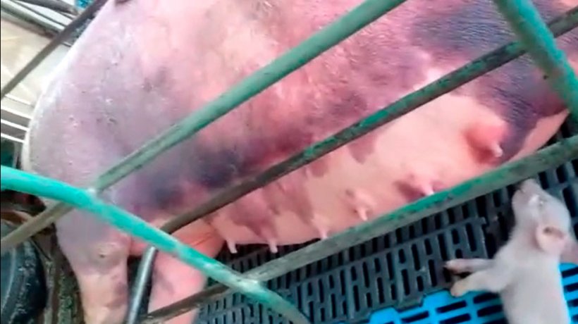 Foto 5. Hemorragias nas reprodutoras em lacta&ccedil;&atilde;o.
