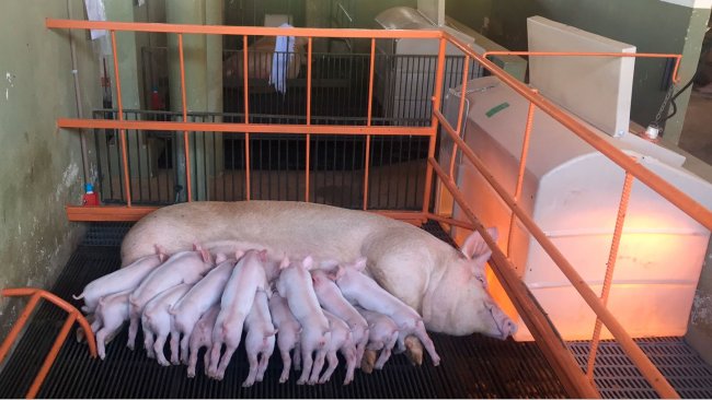 A produção de leite representa 75 a 80 % das necessidades totais da porca lactante. (Foto: Instalações de investigação, NEPSUI/ UFMG)