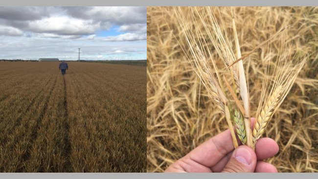 Estado do campo em Castilha e Leão, antes da colheita. Mau rendimento como consequência das geadas e do déficit de chuva.