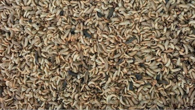 Larvas de mosca soldado negra.