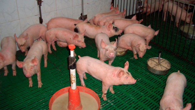 Figura 2. Adecuado uso de piensos y puntos de alimentación.