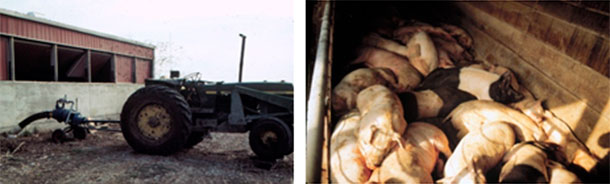 Foto 4: H&aacute; que ter cuidado enquanto se agita ou bombeia. Neste caso, os trabalhadores sobreviveram, mas os porcos n&atilde;o.
