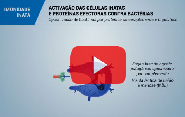 El sistema inmunitario y la inmunidad en el cerdo: Inmunidad innata
