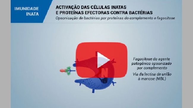 El sistema inmunitario y la inmunidad en el cerdo: Inmunidad innata