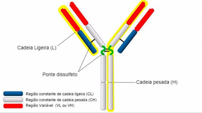 Tipos e estrutura de IgG
