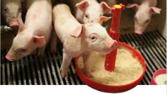 Leitões em lactação artificial