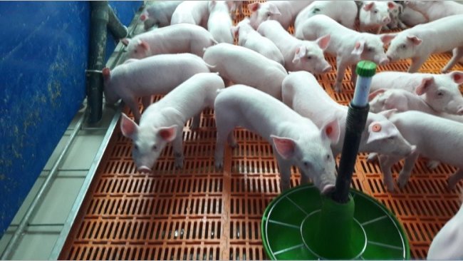 Foto 5.- Leitões 4 dias após o desmame.