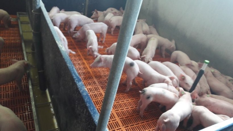 Foto 3.- Os leit&otilde;es desmamados comiam o lactoiniciador do prato encarnado mas n&atilde;o a sopa com o pr&eacute;-starter do comedouro corrido.
