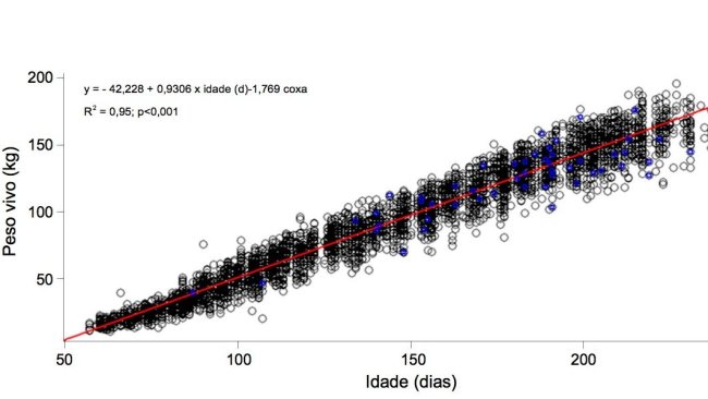 Gráfico 1. Evolução do peso vivo e a idade das nulíparas coxas (azul) e não coxas (negro)