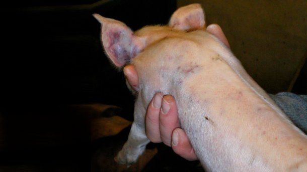 Figura 5. Marcas de briga e hemorragias sub-epiteliais disseminadas num leitão de 7 dias.