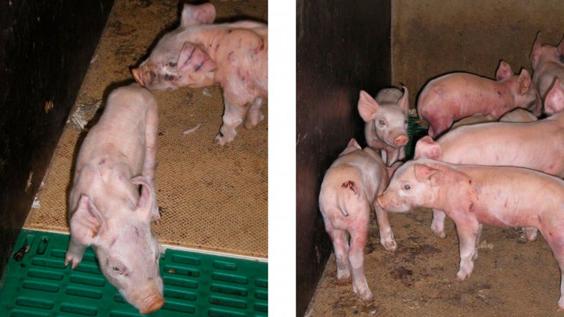 Figura 1. Marcas de briga e hemorragias sub-epiteliais disseminadas em leit&otilde;es de 7 dias de idade. Observe o sangue seco nas almofadas t&eacute;rmicas 12 horas ap&oacute;s o corte&nbsp;de&nbsp;caudas. Figura 2. Marcas de briga e hemorragias sub-epiteliais disseminadas em leit&otilde;es de 7 dias. Observe o sangue seco nas almofadas t&eacute;rmicas e na parte traseira 12 horas ap&oacute;s o corte&nbsp;de&nbsp;caudas..

