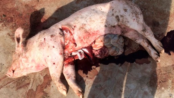 Figura 4: A necrópsia realizada na exploração revela uma coloração escura do sangue sem outras alterações notórias nos órgãos.