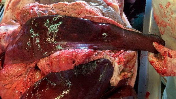 Figura 7: Necrópsia de 6 porcos na qual se identificam 5 animais com um baço normal e 1 com esplenomegália (o baço reactivo à intoxicação?).