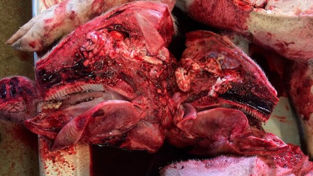 Figura 6b: Necrópsia no laboratório. Cabeça aberta.