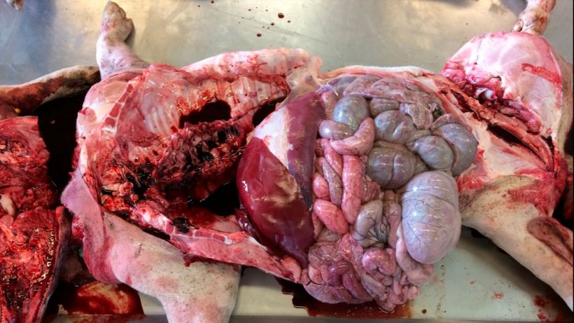 Figura 6a: Necr&oacute;psia no laborat&oacute;rio. Sem grandes descobertas, apenas uma colora&ccedil;&atilde;o castanha chocolate do sangue.
