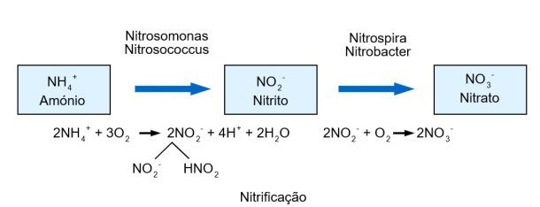 Nitrificação
