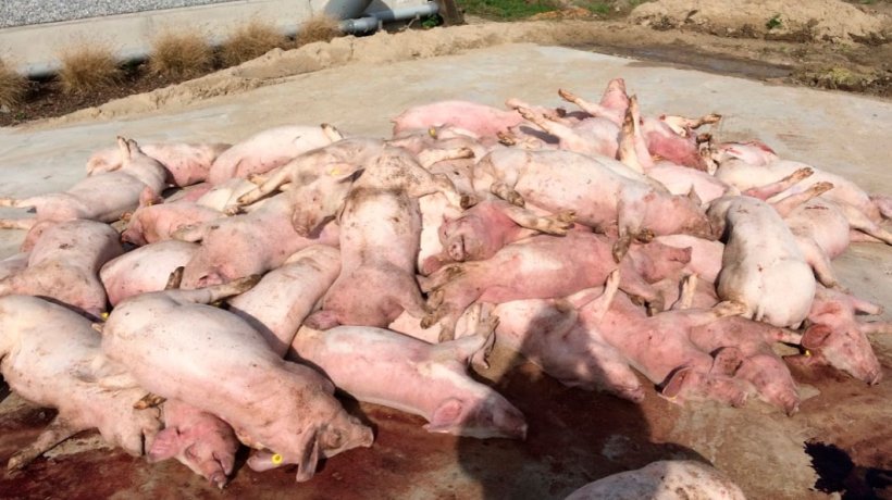 Figura 3: Primeira imagem ao chegar &agrave; explora&ccedil;&atilde;o: pilha de porcos mortos em frente ao pavilh&atilde;o. Colora&ccedil;&atilde;o chamativa das extremidades dos porcos
