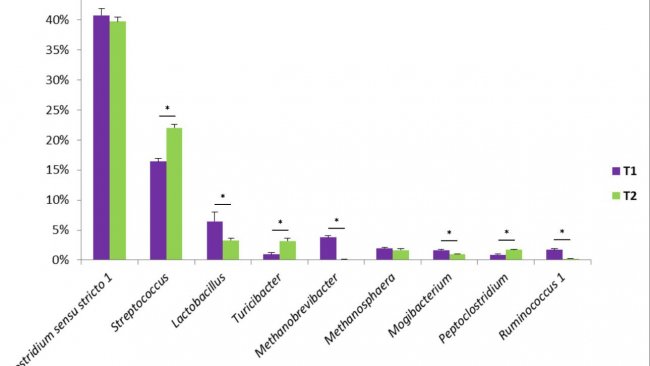 Figura 1. Alguns dos géneros bacterianos encontrados nas fezes de suínos. T1 é o grupo de controlo. T2 é um grupo tratado com uma mistura de Bacillus no alimento.