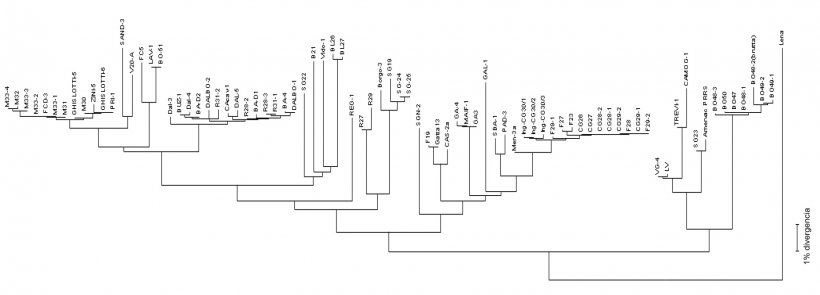 Figura 3. Os dendrogramas ou "árvore filogenética" são utilizados para representar gráficamente o grau de semelhança (homologia) entre diferentes virus PRRS com uma sequência de vírus de referência.
