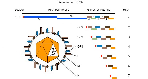 Figura 1. O genoma do vírus PRRS é uma molécula de ARN monocatenário.

