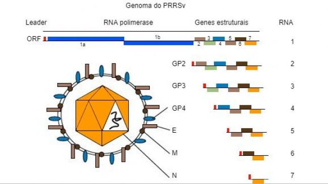 Figura 1. O genoma do vírus PRRS é uma molécula de ARN monocatenário.
