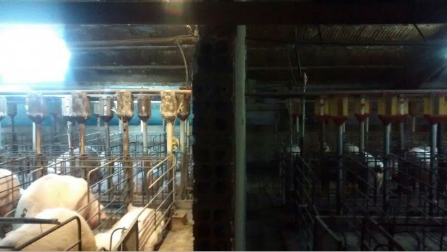 Foto 1. Diferencia de iluminación en la gestación antes y después de la instalación de un sistema extra de aporte de luz.