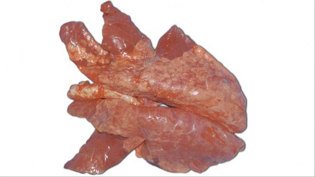 Foto 1: Pneumonia enzoótica: lesões pulmonares macroscópicas.  Fonte: conferência de patologia, contribuição de Pat Halbur