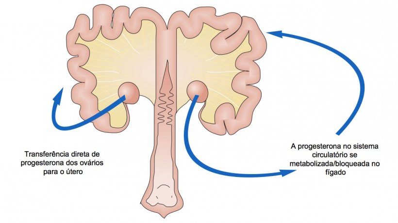 Imagem&nbsp;1.&nbsp;Esquema da passagem de progesterona a partir do ov&aacute;rio.
