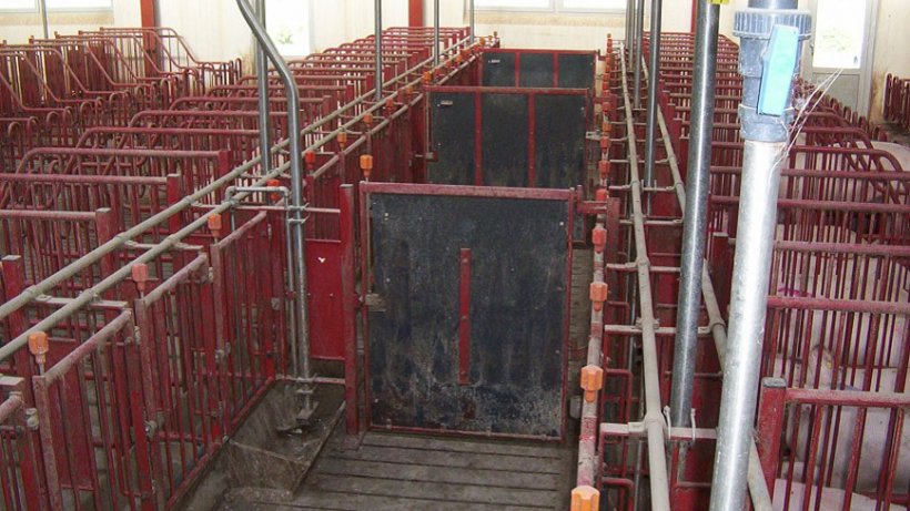 As portas nos corredores dianteiros devem fechar a cada 5 jaulas, assim permitem fazer a detecção de cio e inseminar grupos de 10 porcas.
